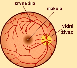 Shema fundusa-boja.jpg (48678 bytes)