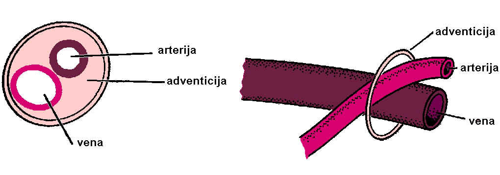 Zajedn-adventicija boja.jpg (128071 bytes)